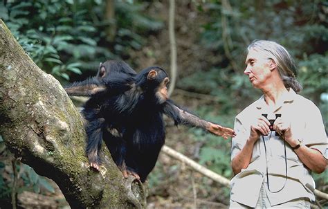 Jane Goodalls Letter To The Youth Of Planet Earth