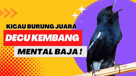 Suara Burung Decu Gacor Juara Mental Baja Anti Macet YouTube