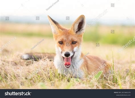 Red Fox Staring Camera Closeup Front Stock Photo 2073665270 Shutterstock