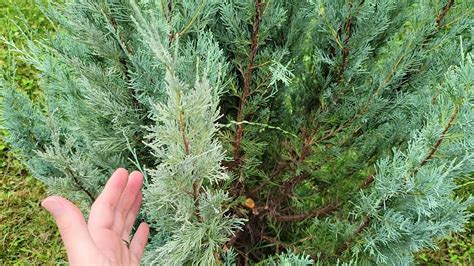 Phomopsis Tip Blight On Thuja Green Giant And Fungus On Other Conifers