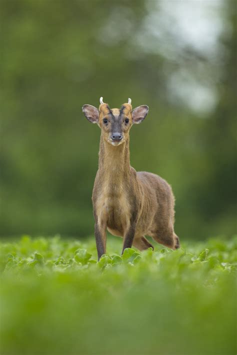 Muntjac Deer - The British Deer Society