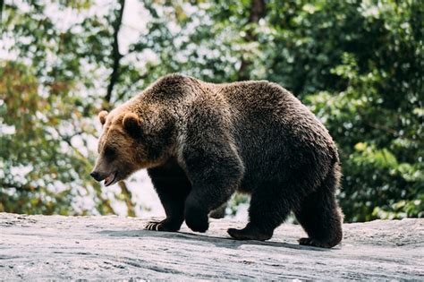 Brown Bear At Bronx Zoo New York Premium Photo