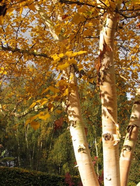 Betula Costata