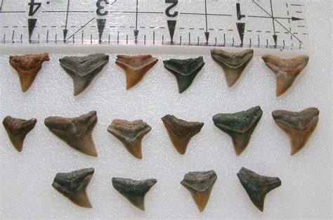 Dusky Or Bull Shark Teeth? - Fossil ID - The Fossil Forum