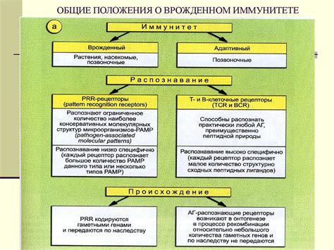 Врожденный иммунитет - презентация онлайн