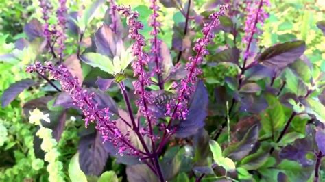 Holy Basil Tulsi Varieties Krishna Kapoor Vana Americanum Lemon