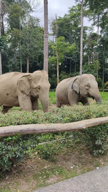 Temerloh Unlimited Pusat Konservasi Gajah Kebangsaan Kuala Gandah