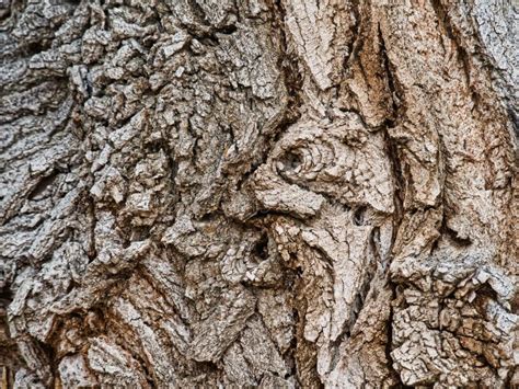 Cottonwood Tree Bark stock photo. Image of mikenortonphotographycom ...