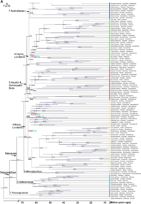 Pdf An Unbiased Molecular Approach Using Utrs Resolves The Avian