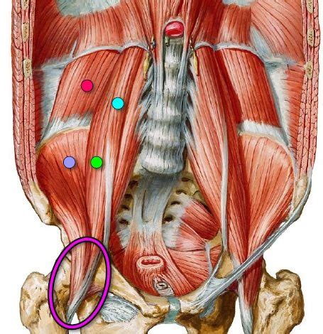 Unit 4 Pelvis Perineum Flashcards Quizlet