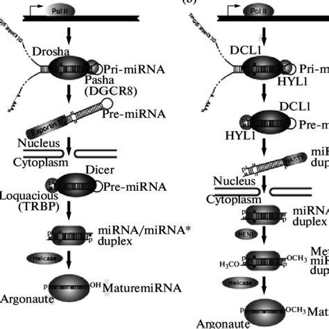 The Mirna Biogenesis Pathway A Animal And B Plant Mirna Biogenesis