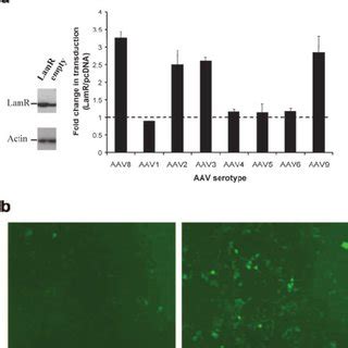 AAV8 And AAV2 Capsid Proteins Bind The 37 67 KDa Laminin Receptor In