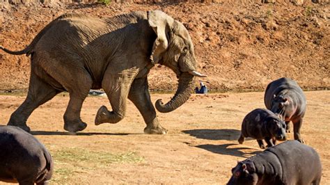 FOTOS Elefante pelea contra hipopótamo El Gráfico Historias y