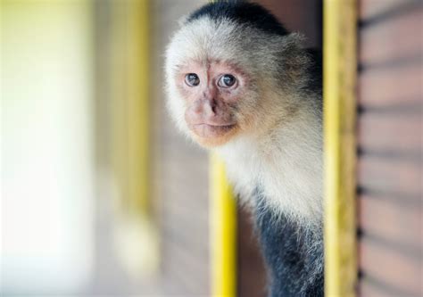 Video of Pet Monkey Grooming Her Dad Is Breaking the Internet - PetHelpful