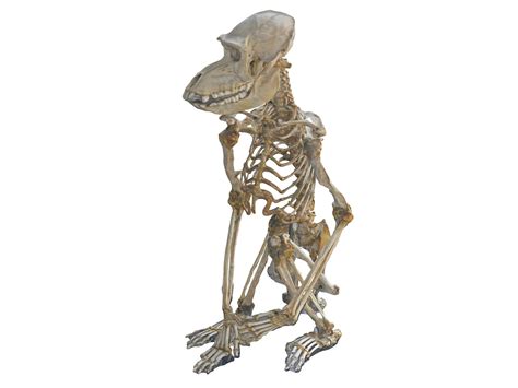 Monkey skeleton 3D model - TurboSquid 1570972