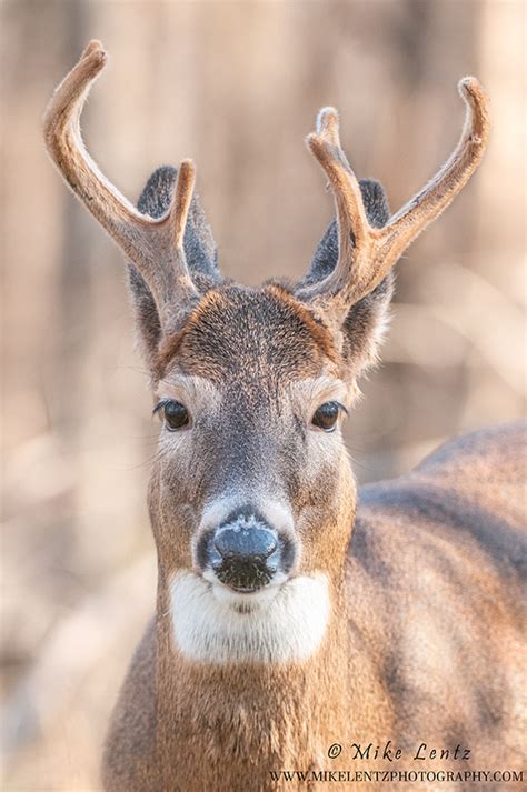 White Tailed Deer Mike Lentz Nature Photography