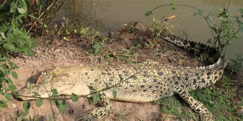 White crocodiles re-sighted in Bhitarkanika, marginal increase in ...