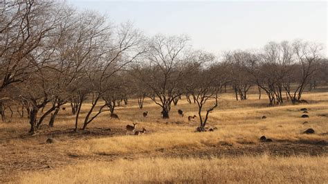 Ranthambore National Park - History, Location, Details, Ticket Price ...