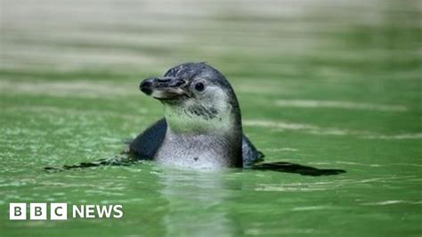 Sewerby Hall And Gardens Penguin Chick Enjoys First Dip In Enclosure