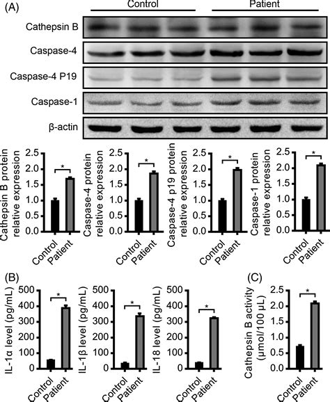 Cathepsin B Regulates Non‐canonical Nlrp3 Inflammasome Pathway By