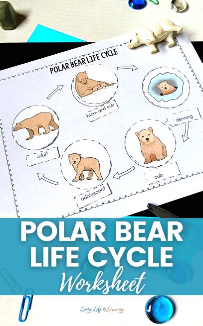 Polar Bear Life Cycle Worksheets Free Homeschool Deals