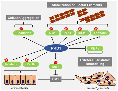 Jcm Free Full Text Protein Kinase D Enzymes As Regulators Of Emt