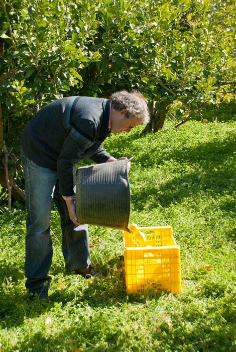 Lemon harvest stock photo. Image of stack, costa, crate - 23409810