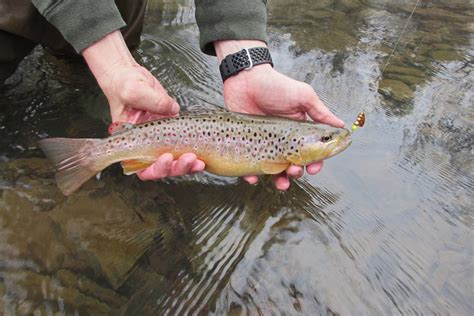 Outdoors Pfbc Opening Trout Fishing Season Early Was Right Call