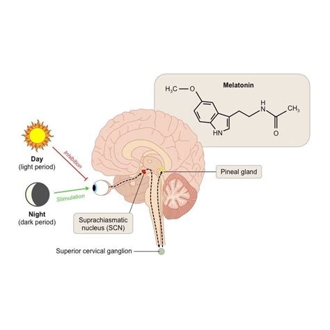 Melatonina Capsule Belle Bio Emag Ro