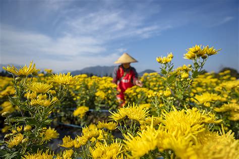 Chrysanthemum Harvest In E Chinas Zhejiang