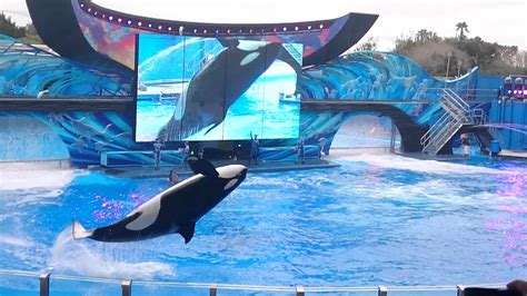 Shamu Wallpaper 55 Images