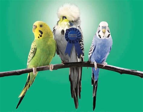 Budgie Bird | Pet Budgerigars, Budgies & Budgerigar Birds