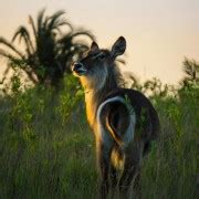 From St Lucia Isimangaliso Wetland Park Night Drive Safari Getyourguide