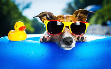 Cool Dog Wallpapers Top Free Cool Dog Backgrounds Wallpaperaccess