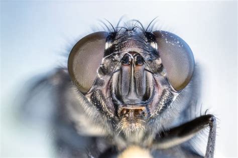 Fly eye closeup stock photo. Image of natural, compound - 174522994