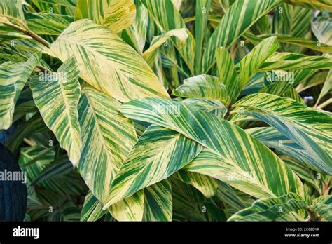 Close Up Of The Striking Foliage On The Variegated Shell Ginger