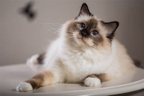 Birman Cat Breed Profile - Cat-World