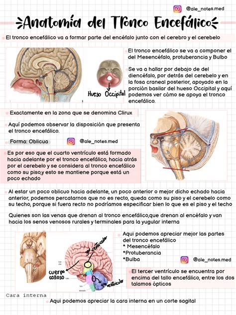 [anatomía Del Tronco Encefálico] Pdf Órgano Anatomía Neurociencia