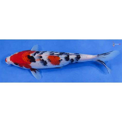 Imported Sanke Koi Fish For Sale