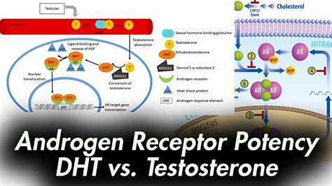 Androgen Receptor Potency Dht Vs Testosterone Youtube