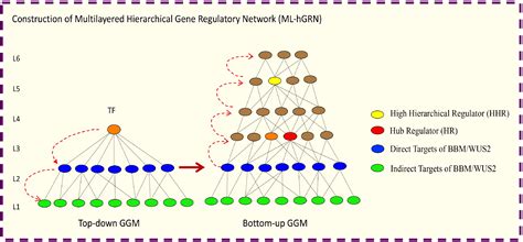 Current Status And Trends In Forest Genomics