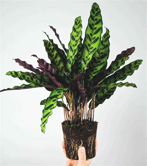 Calathea Tips Archives The Healthy Houseplant