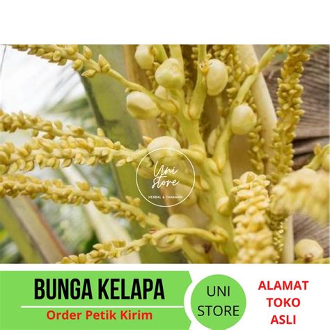 Jual New Manggar Bunga Kelapa Segar Kembang Kelapa Tandan Lengkap