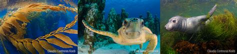 Islas Biodiversidad Mexicana