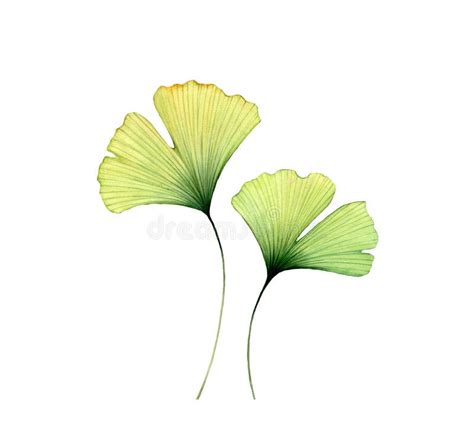 Hojas De Ginkgo De Acuarela Dos Flores Transparentes Aisladas En