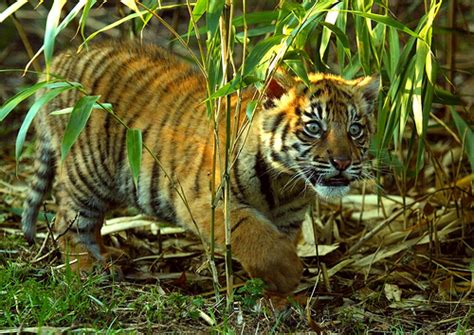 Harimau Sumatera, Kucing Terbesar di Indonesia | Negeri Subur