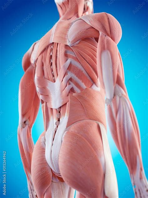 Human back muscles Stock Photo | Adobe Stock