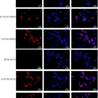 Antiproliferative Effect Of Ftd Combination With Cts On Gastric Cancer