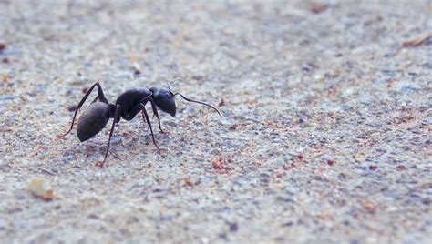 What Are Really Tiny Ants Called Finally Explained