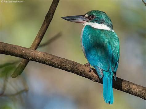 Collared Kingfisher Pet Birds Nature Birds Kingfisher